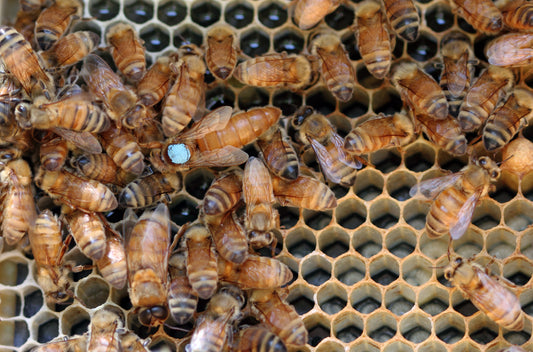 Top 10 Benefits of Introducing a New Queen Bee to Your Colony