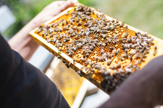 How Climate Change is Affecting Queen Bees and Beekeeping