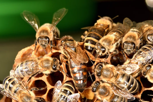 Comparing Natural vs. Artificial Queen Bee Reproduction