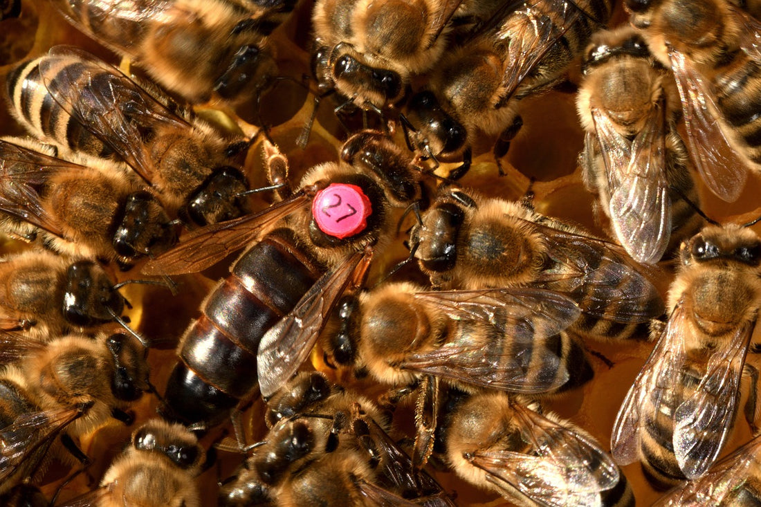 The Importance of Queen Bee Health for Your Hive's Success