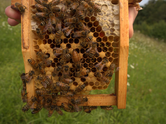 Reine Ligustica naturellement accouplée