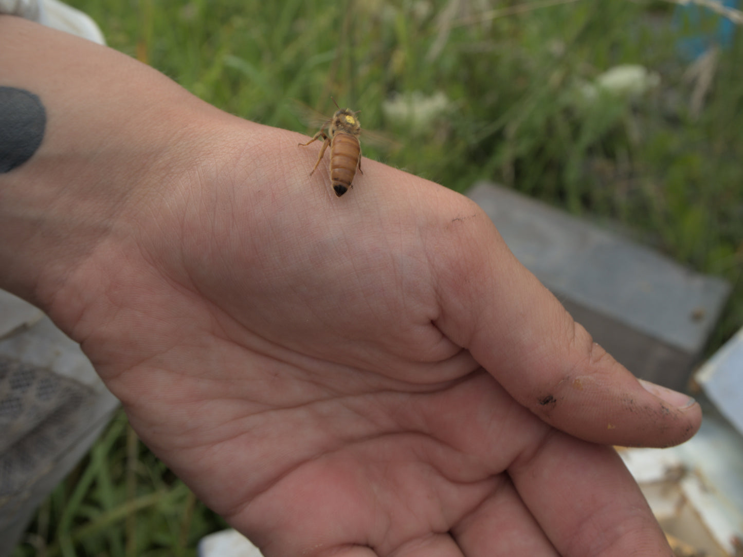 Ligustica (Finnish Selection) Queen Virgin