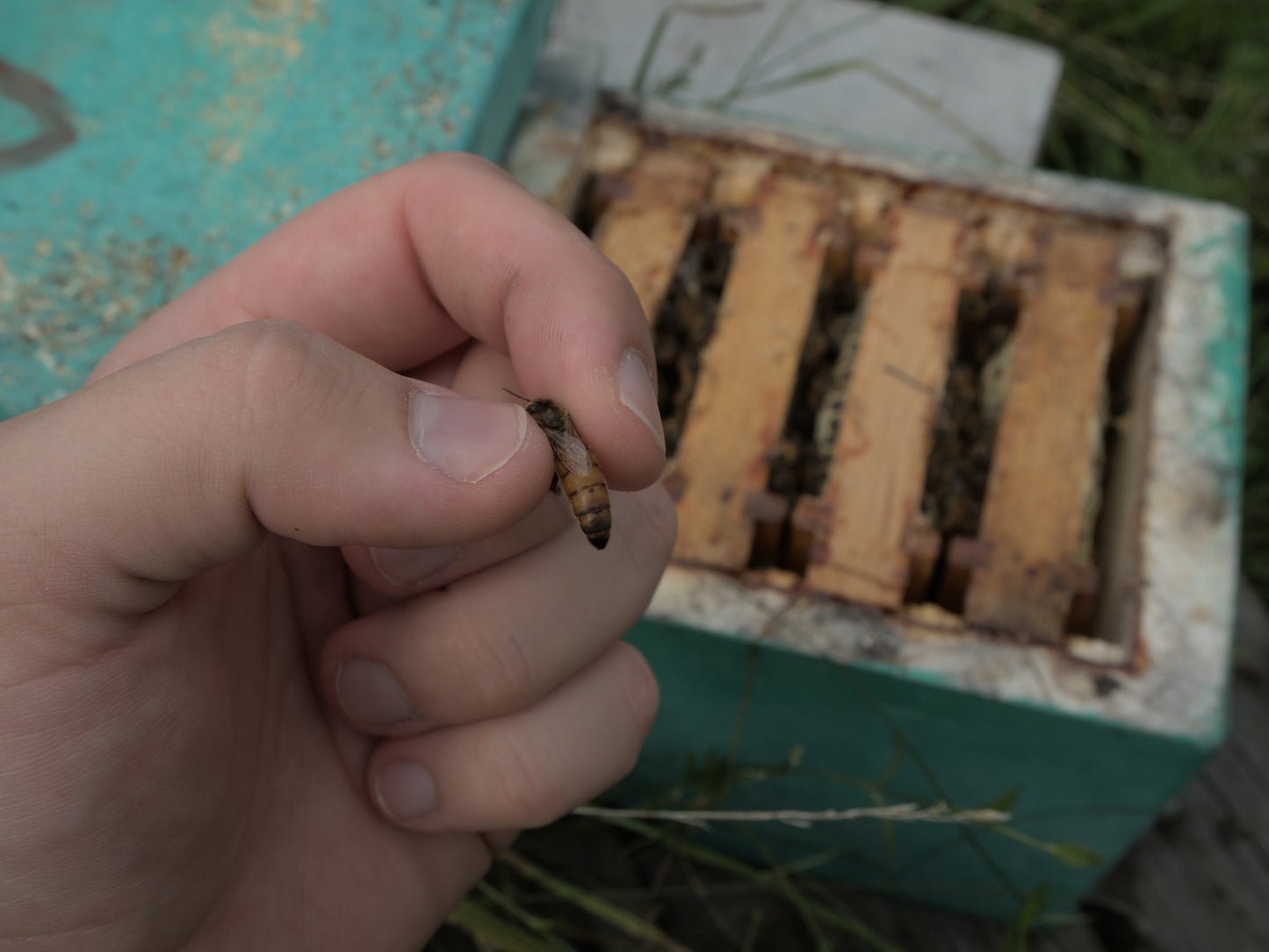Buckfast Queen Virgin