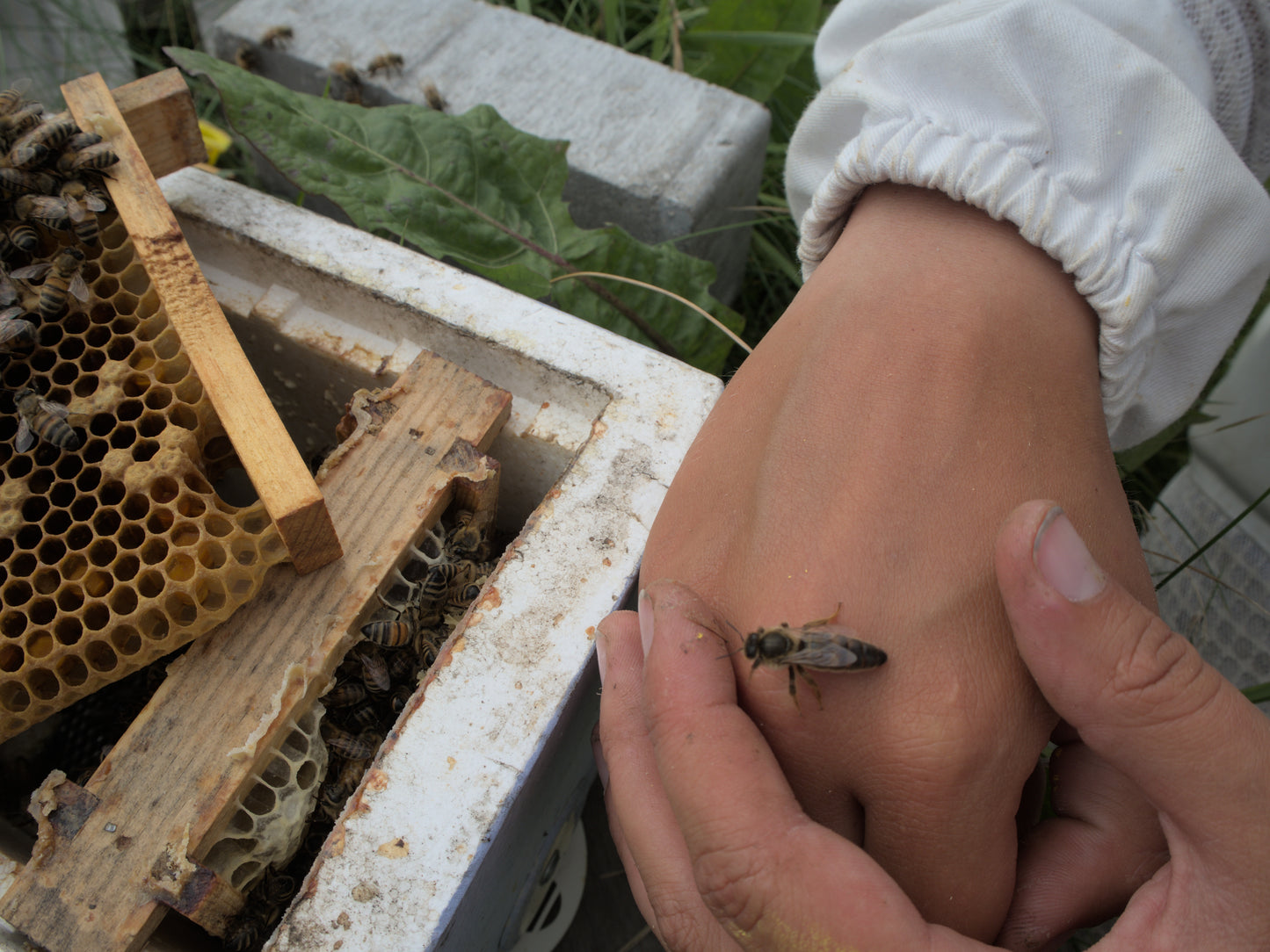 Carnica Queen Naturally Mated