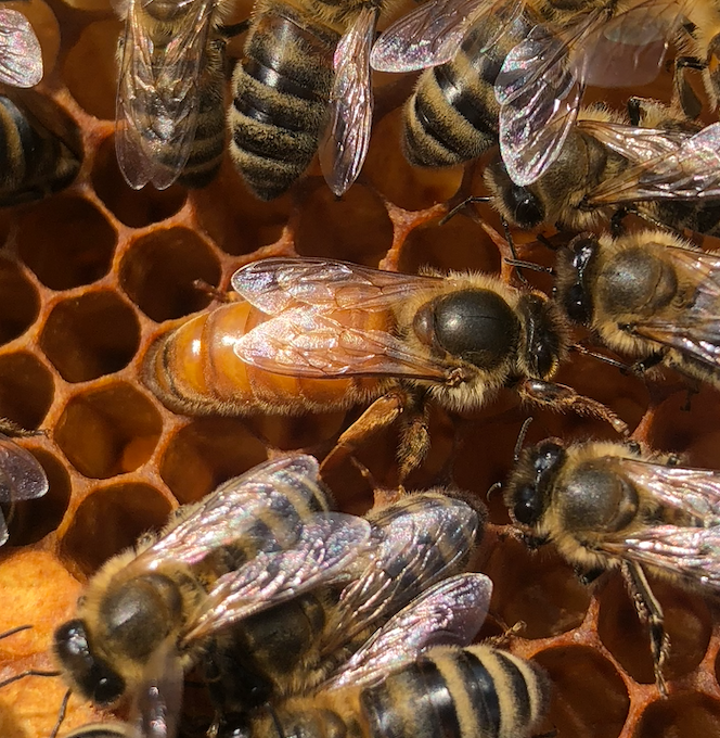 Ligustica (Finnish Selection) Queen Virgin