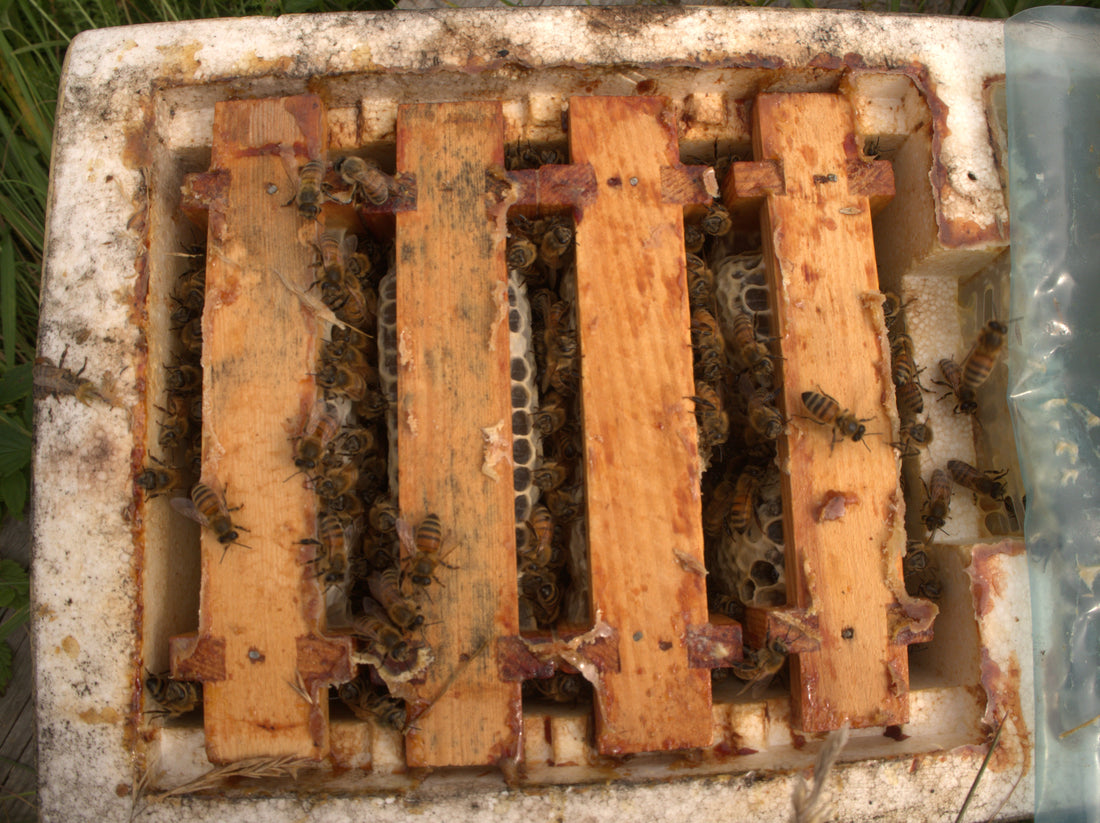 Queen Bee Breeding: From Drones to Finishers