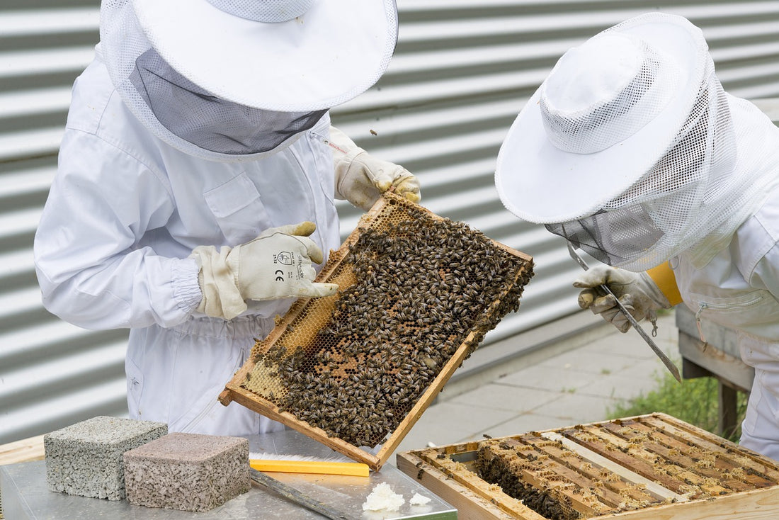 Why You Should Buy Queen Bees from Certified Breeders