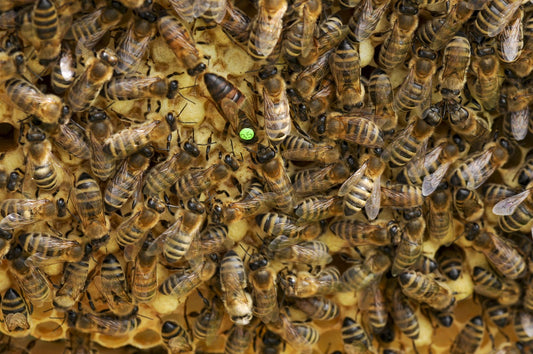 Choosing the Right Queen Bee for Your Hive