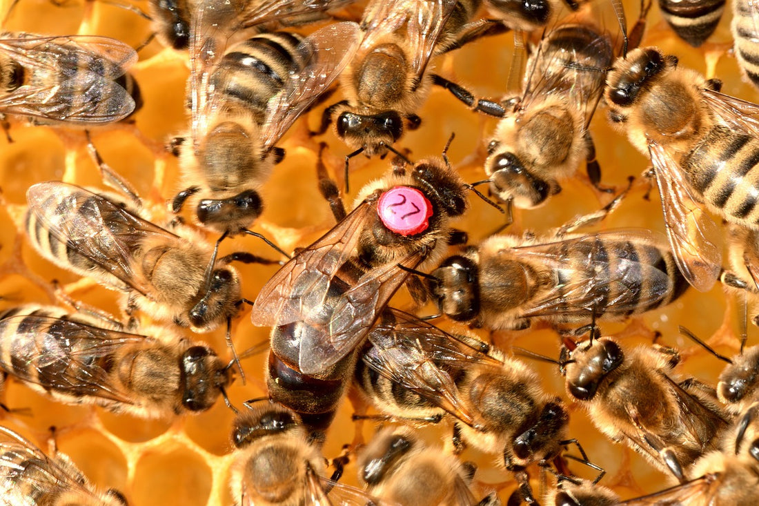 Signs Your Hive Needs a New Queen Bee