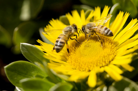 Bee Nutrition