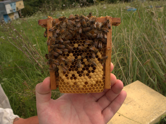 Buckfast Queen Virgin