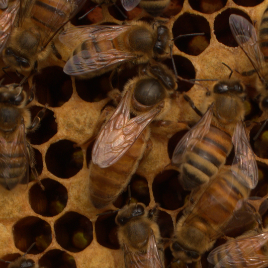 Buckfast Queen Naturally Mated