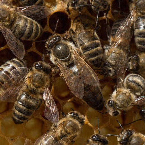 Carnica Queen Naturally Mated